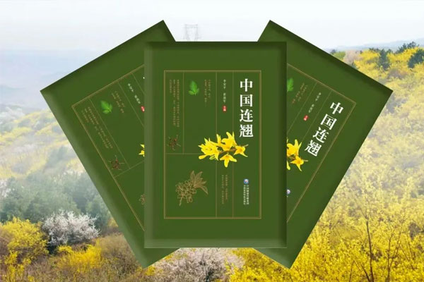 连翘,中国连翘